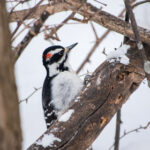 15开奖结果走势最新规律分析与历史数据图表全览 13a9i5