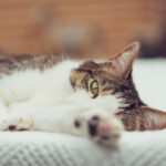 360度全景直播亚冠精彩赛事高清视频 6ehid