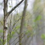 15开奖走势图最新数据分析与规律总结 7ejuh3