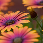 16096期开奖结果揭晓,幸运号码震撼出炉 a7tqte45