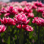 16080期足彩开奖结果揭晓,奖金分配详情公布 kg75ca93y