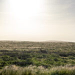 15年双色球开奖号码全记录与走势分析 pkwb06nt